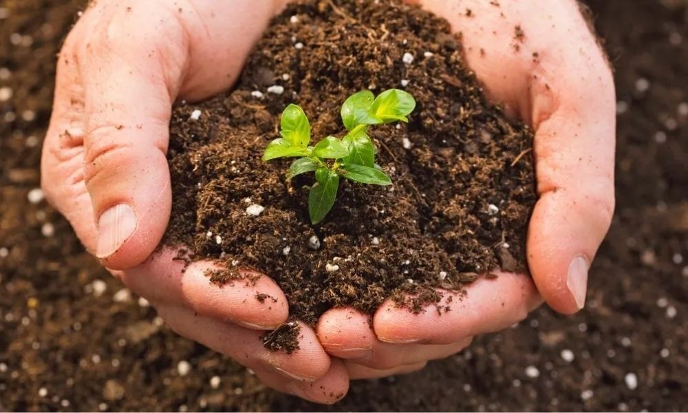 Quy trình sản xuất phân bón vi sinh cố định đạm