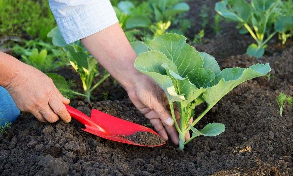 Cách sử dụng phân bón vi sinh cố định đạm hiệu quả