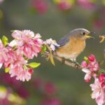 Phân tích khổ cuối bài Mùa xuân nho nhỏ