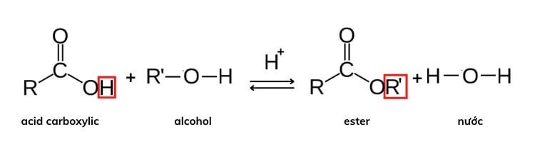 phan-ung-dieu-che-ester