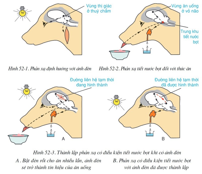Phản xạ có điều kiện giúp cơ thể thích nghi với môi trường sống