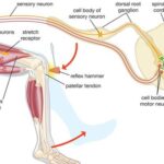 Phản xạ không điều kiện là gì? Đặc điểm nổi bật của phản xạ không điều kiện