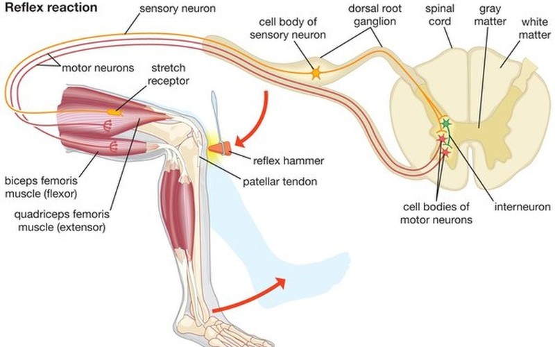 Phản xạ không điều kiện là gì? Đặc điểm nổi bật của phản xạ không điều kiện
