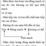 Cấu tạo hệ tuần hoàn hở ở côn trùng