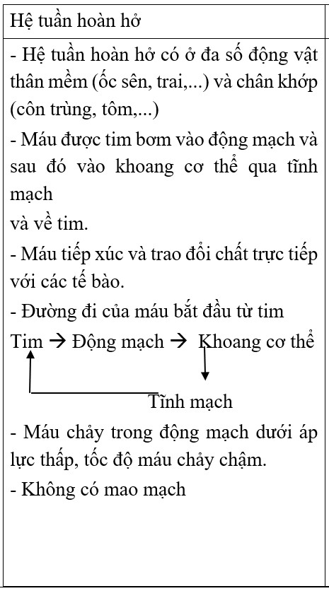 Cấu tạo hệ tuần hoàn hở ở côn trùng