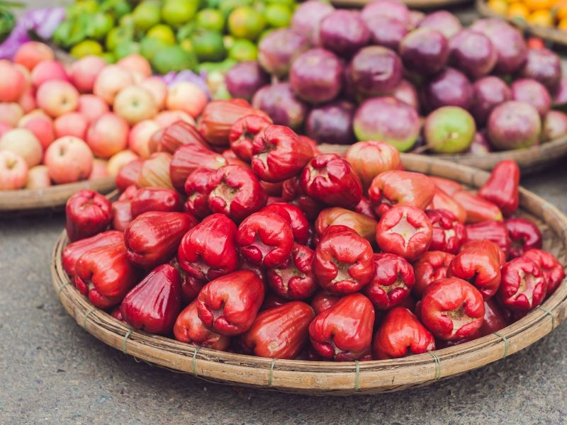 Cây roi trĩu quả