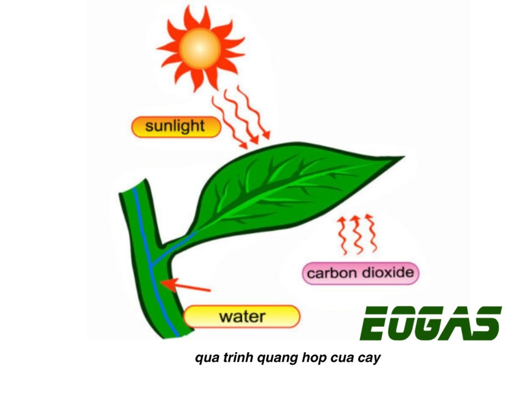Quá trình quang hợp của cây