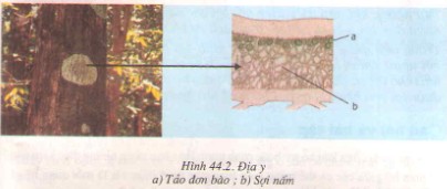 Giun đũa ký sinh trong ruột người, gây ra các vấn đề về tiêu hóa và sức khỏe.