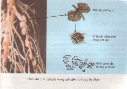 Cây nắp ấm là một loài cây ăn thịt, chúng sử dụng các bẫy đặc biệt để bắt và tiêu hóa côn trùng.