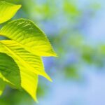 Lá cây xanh tốt nhờ quá trình quang hợp