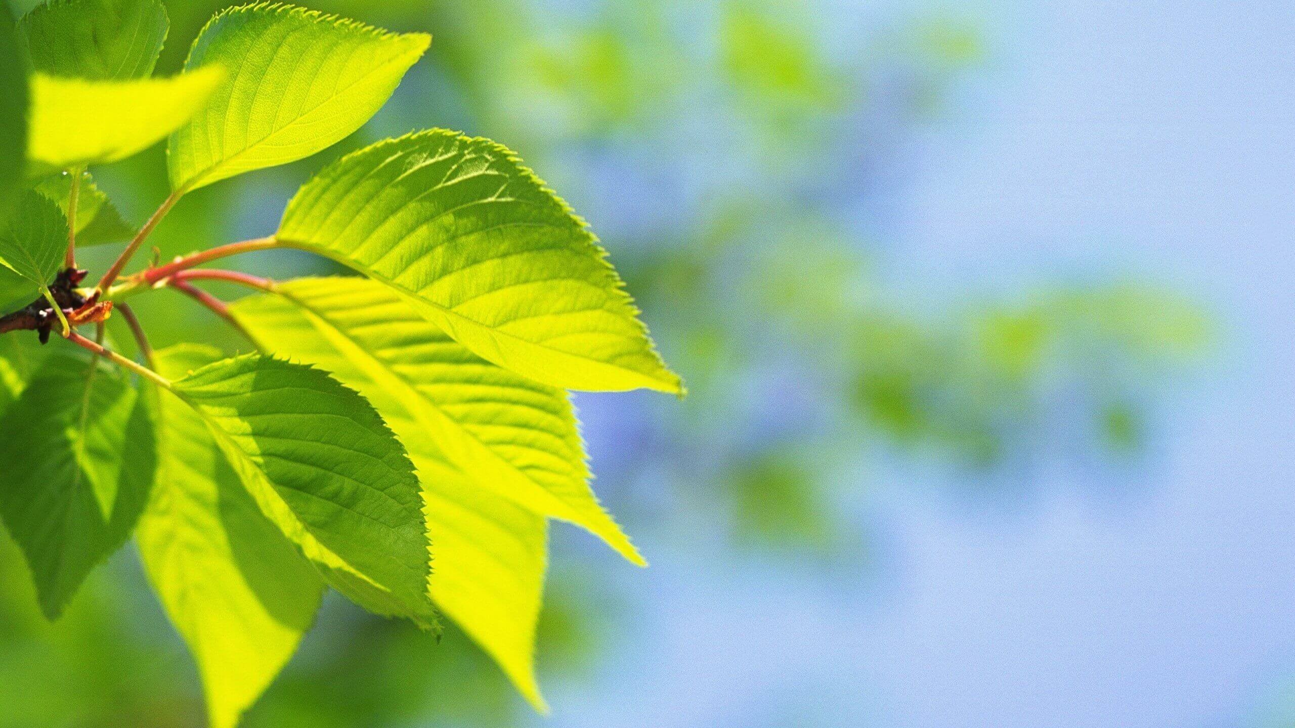 Lá cây xanh tốt nhờ quá trình quang hợp