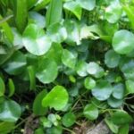Thân bò của cây rau má