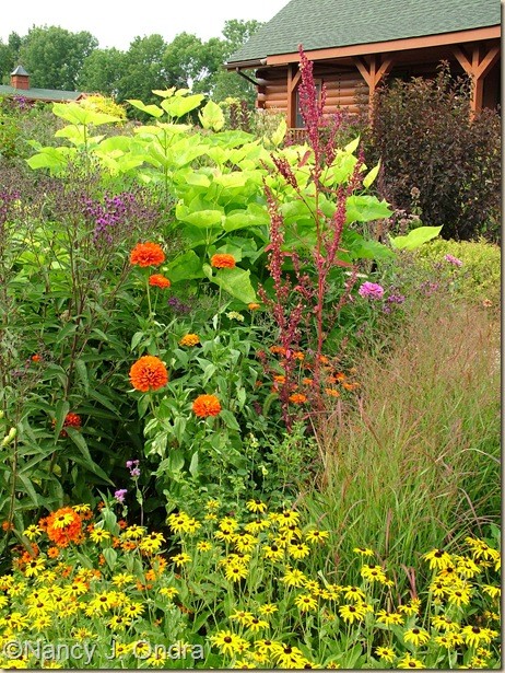 Rudbeckia fulgida Zinnia Aztec Orange Panicum Rothstrahlbusch Atriplex Catalpa Aug 15 07