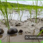 Ốc bươu vàng hại lúa non