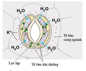Tế bào khí không no nước