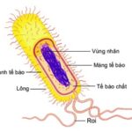 So sánh tế bào nhân sơ và nhân thực. Tế bào nhân sơ không có màng nhân và các bào quan phức tạp, trong khi tế bào nhân thực có màng nhân và các bào quan.