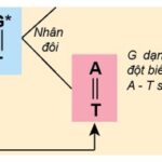 Guanin Dạng Hiếm Gây Đột Biến Thay Thế
