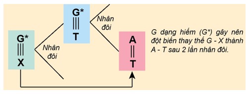 Guanin Dạng Hiếm Gây Đột Biến Thay Thế