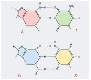 Cấu trúc không gian của phân tử ADN có đường kính không đổi do sự liên kết giữa các cặp bazơ nitơ