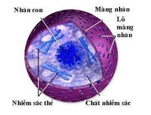 Cấu trúc nhân tế bào nhân thực với màng nhân kép, chất nhiễm sắc và nhân con