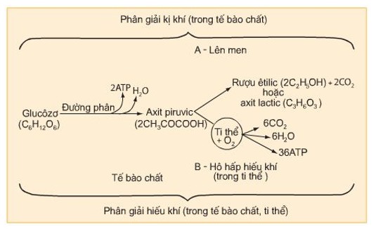 Phân giải kị khí lên men từ axit pyruvic tạo ra ethanol và axit lactic, các sản phẩm quan trọng trong nhiều ứng dụng công nghiệp và sinh học.