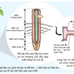 Đặc điểm của tế bào lông hút với thành mỏng và không thấm cutin