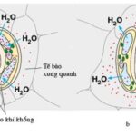 Cấu tạo khí khổng trên lá cây