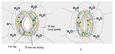 Cấu tạo khí khổng trên lá cây