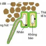 Lông hút của rễ cây do tế bào nào phát triển thành? (ảnh 1)
