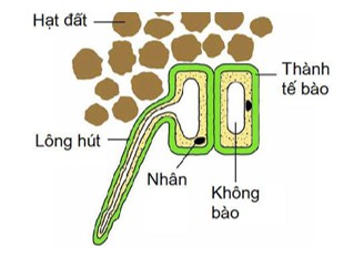 Lông hút của rễ cây do tế bào nào phát triển thành? (ảnh 1)