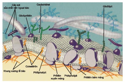 Cấu trúc phân tử photpholipit
