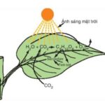 Tổng hợp gluxit thông qua quang hợp