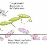 Hình ảnh trùng roi đang di chuyển sử dụng roi