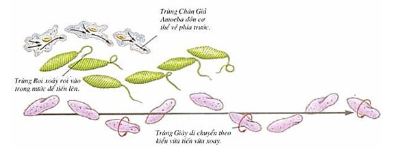 Hình ảnh trùng roi đang di chuyển sử dụng roi