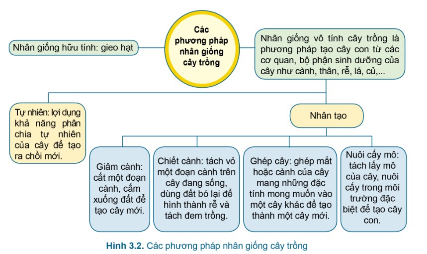 Nhân giống cây trồng giúp tạo ra những giống cây chất lượng cao