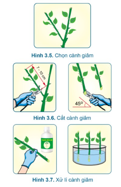 Các phương pháp nhân giống vô tính giúp giữ nguyên đặc tính của cây mẹ