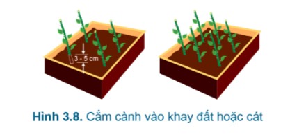 Các bước thực hiện kỹ thuật giâm cành