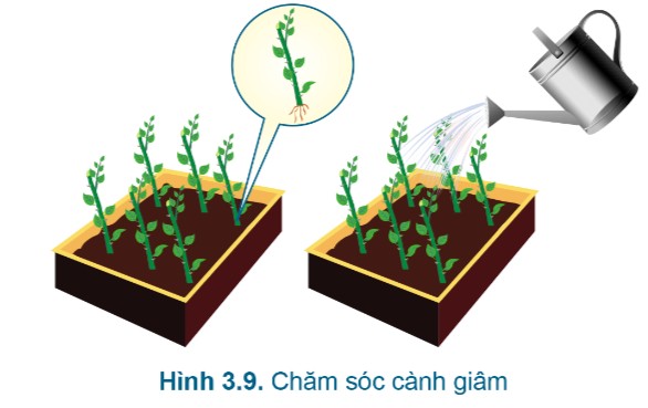 Các bước thực hiện kỹ thuật chiết cành