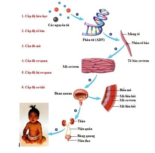 Nguyên tắc thứ bậc trong tổ chức sống