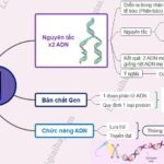 Nguyên tắc bổ sung trong quá trình nhân đôi ADN