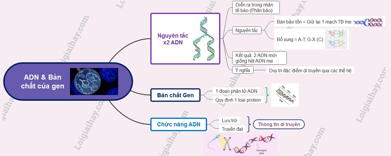 Nguyên tắc bổ sung trong quá trình nhân đôi ADN