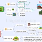 Cây hướng về phía ánh sáng để quang hợp tốt