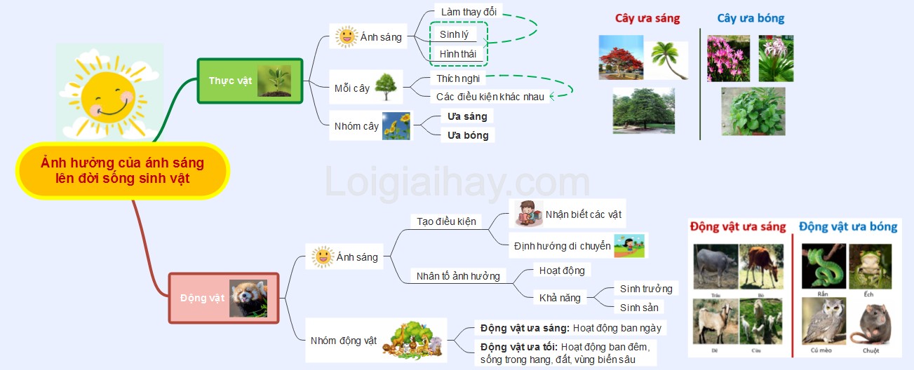 Cây hướng về phía ánh sáng để quang hợp tốt