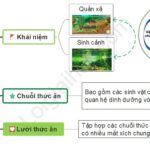 Sơ đồ tư duy hệ sinh thái