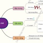 Cấu trúc nhiễm sắc thể