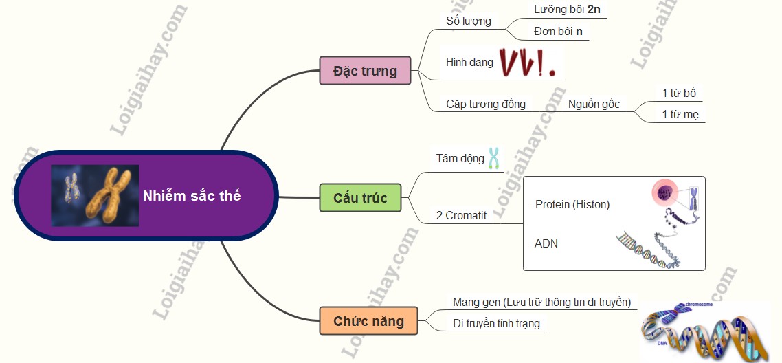 Cấu trúc nhiễm sắc thể