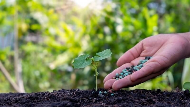 Cần bón phân lân đúng cách để cây hấp thụ tốt nhất