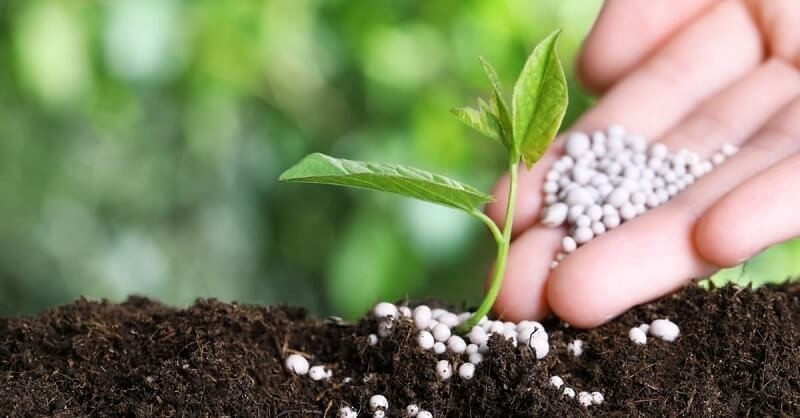 Những lưu ý khi sử dụng phân lân cho hiệu quả cao