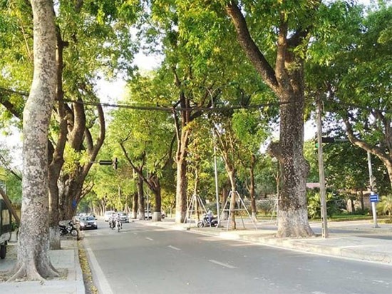 Cây xà cừ cổ thụ với tán lá rộng và thân cây to lớn