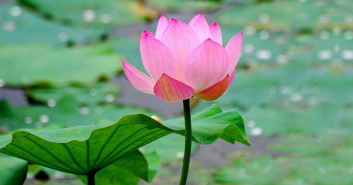 Tả hoa sen
